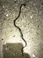 Coniophanes schmidti