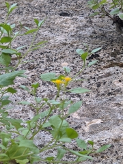 Perityle lindheimeri