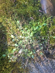 Cardamine polemonioides