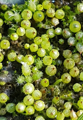 Goniomitrium acuminatum