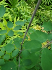 Thalictrum rochebruneanum