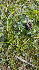 Goniomitrium acuminatum