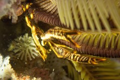 Allogalathea elegans