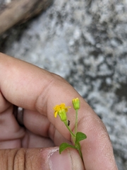 Perityle lindheimeri