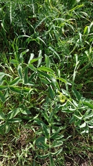 Heptaptera anisoptera