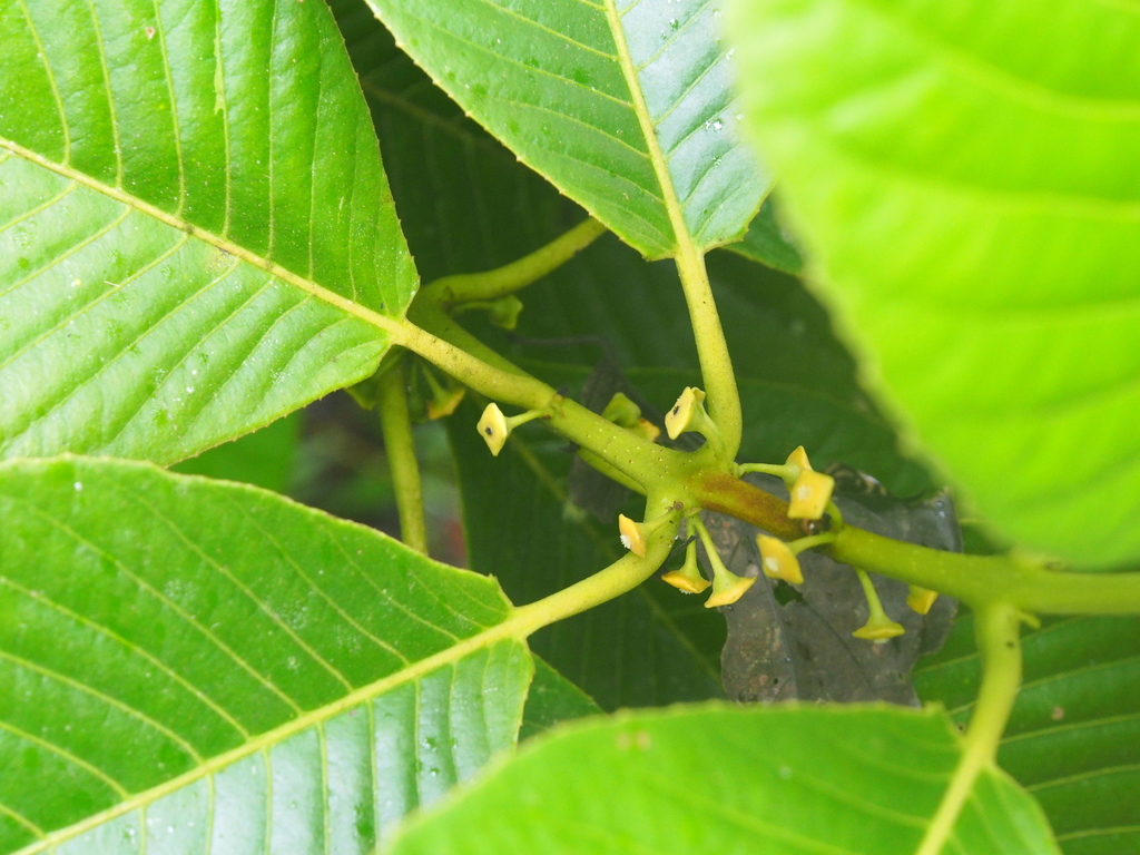 Siparuna pauciflora (Siparuna pauciflora)