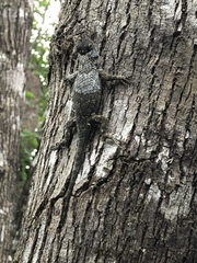 Sceloporus lundelli