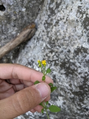 Perityle lindheimeri