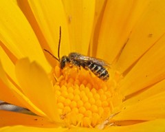 Lasioglossum sisymbrii