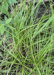 Carex rosea
