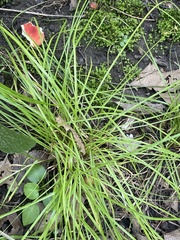 Carex rosea