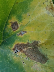 Alternaria cucumerina