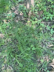 Carex spicata
