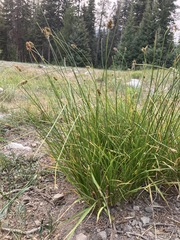 Carex siccata