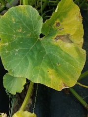 Alternaria cucumerina