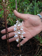 Corallorhiza macrantha