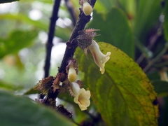 Drymonia macrophylla