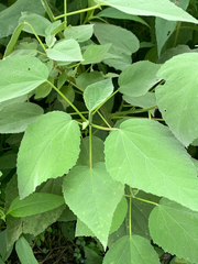 Hibiscus lasiocarpos