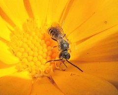Lasioglossum sisymbrii