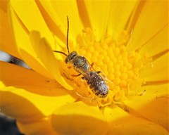 Lasioglossum sisymbrii