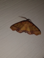 Plagodis phlogosaria