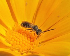 Lasioglossum sisymbrii