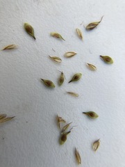 Carex siccata