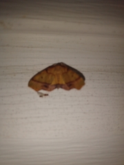 Plagodis phlogosaria