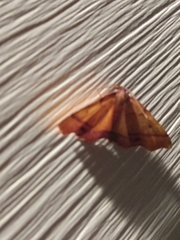 Plagodis phlogosaria