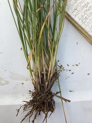 Carex siccata