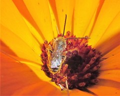 Lasioglossum sisymbrii