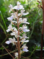 Corallorhiza macrantha