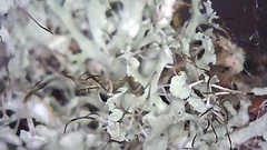 Physcia tenella