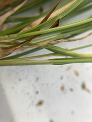 Carex siccata