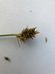 Carex siccata