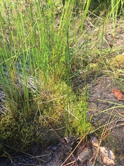 Juncus arcticus