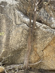 Erythrina flabelliformis