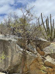 Erythrina flabelliformis