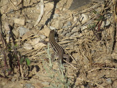 Aspidoscelis uniparens