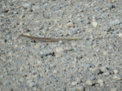 Aspidoscelis sonorae