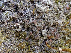 Cladonia ramulosa