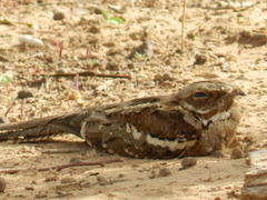 Caprimulgus climacurus
