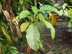 Drymonia macrophylla