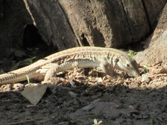 Aspidoscelis exsanguis