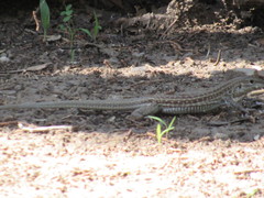 Aspidoscelis exsanguis