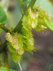 Drymonia macrophylla