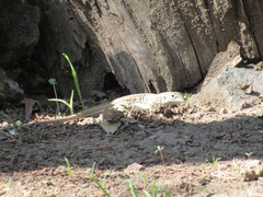 Aspidoscelis exsanguis