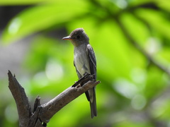 Contopus sordidulus peninsulae