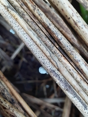 Marasmiellus bonii