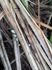 Marasmiellus bonii